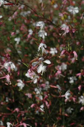 white and pink snowstorm gaura flowers blooming among slender stems