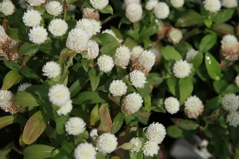 white buddy globe amaranth flowers with green foliage