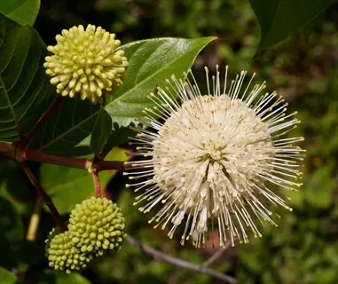 white buttonbush flower with round green buds and glossy leaves