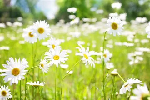 white chamomile flowers garden in bright sunlight with green grass