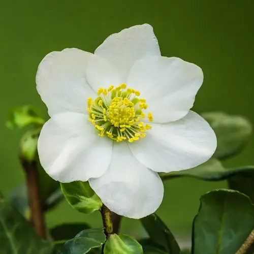 white christmas rose flower with yellow stamens and green leaves