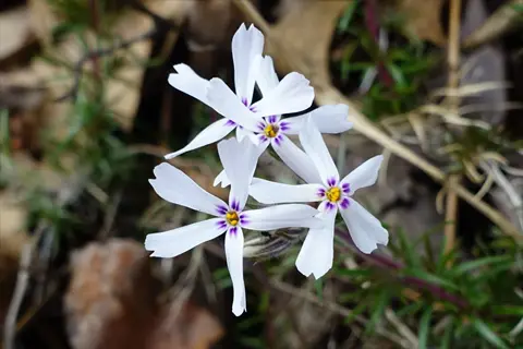 white creeping phlox flowering with purple centers among garden foliage
