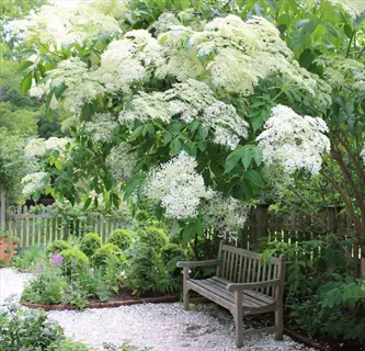 white elderberry shrub garden with blossoms over a wooden bench and gravel path