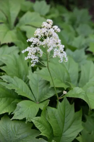 white flower clusters above bronze rodgersia leaves