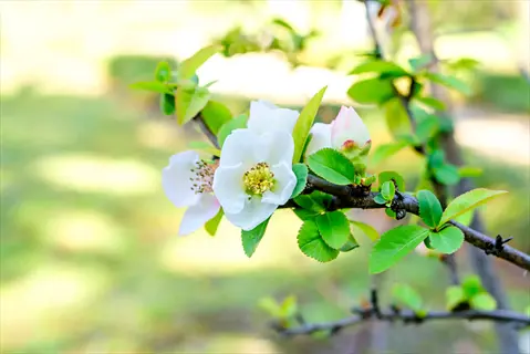 white flowering quince blossoms on a leafy branch in soft spring sunlight