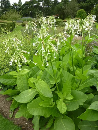 white flowering tobacco nicotiana plants blooming in a garden bed