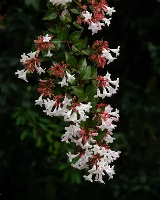 white flowers on a glossy abelia shrub with red calyces and green leaves