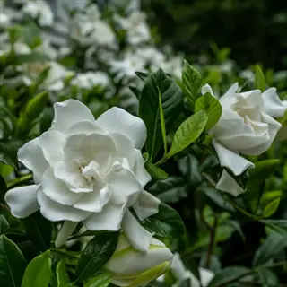 white gardenia flower blooming among glossy green leaves in a garden