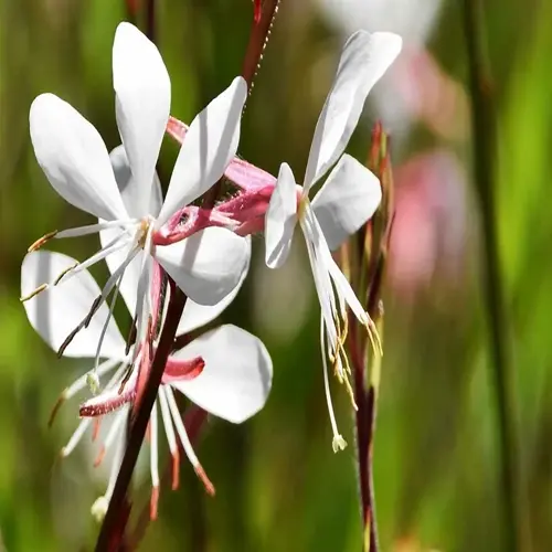 white gaura plant flowers with pink stems against a soft green garden background