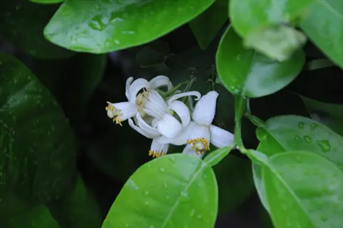 white grapefruit tree with white blossoms and glossy green leaves after rain