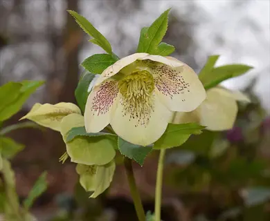 white hellebore bloom with speckled petals and green leaves in a garden