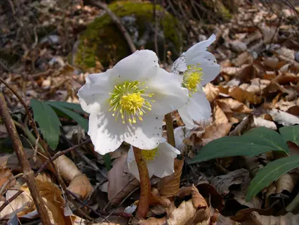 white helleborus niger flower blooming among dry leaves on a woodland floor