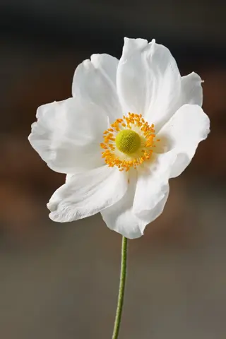white japanese anemone flower with yellow center on a slender green stem