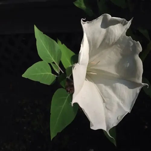 white moonflower night bloom with green leaves against a dark garden background