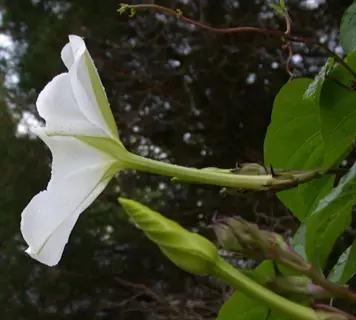 white moonflower vine with a large open bloom and buds among green leaves