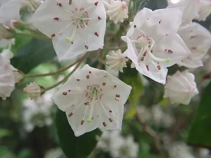 white mountain laurel flowers blooming in a close-up cluster