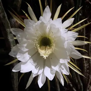 white night blooming cereus flower open at night against dark cactus stems