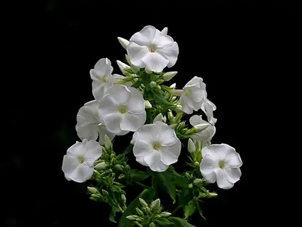 white night phlox flowers blooming against a dark background