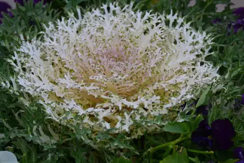 white ornamental kale winter garden with frilly leaves and dark pansies