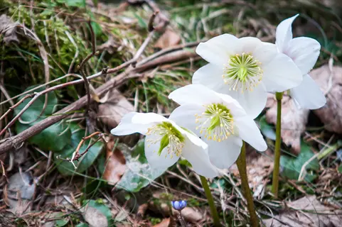 white potters wheel hellebore flowers blooming among forest leaf litter