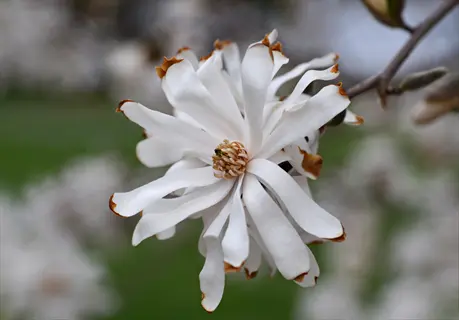 white star magnolia blossoms with brown-tipped petals against a blurred green background