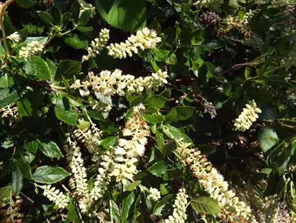 white summersweet clethra flowers blooming among glossy green leaves