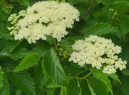 white viburnum shrub flowers blooming among green leaves