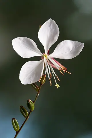 white whirling butterflies gaura flower with delicate petals and long stamens on a dark green background