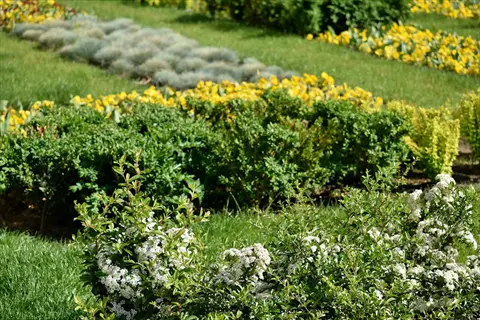 white yarrow flowers garden with green shrubs and yellow blooms in the background