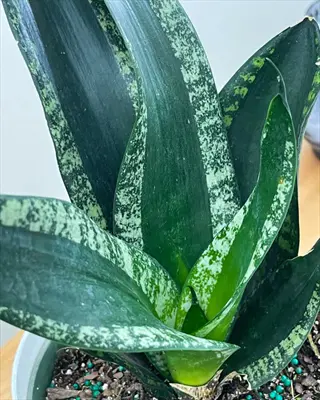 whitney snake plant with dark green upright variegated leaves in a pot