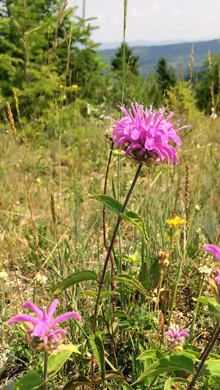 wild bergamot monarda fistulosa blooming in a sunny mountain meadow