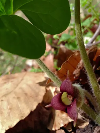 wild ginger asarum leaves with a small purple flower among dry forest leaves