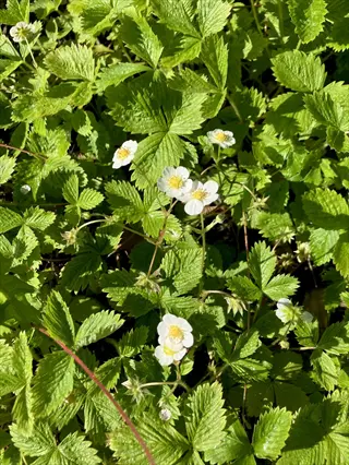 wild strawberry groundcover with green leaves and small white flowers in sunlight
