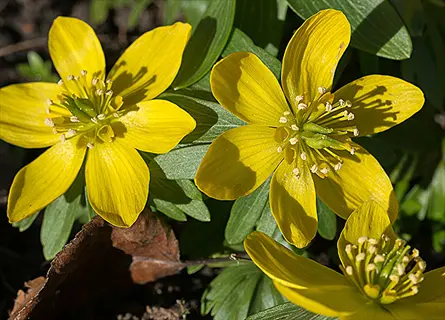 winter aconite yellow flowers blooming among green leaves