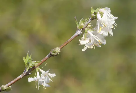 winter honeysuckle flowers blooming on a slender branch against a soft green background