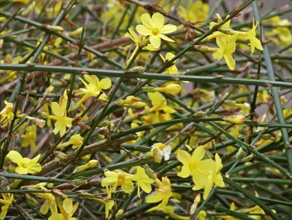 winter jasmine yellow flowers blooming on green stems