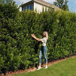 woman inspecting tall wax myrtle shrub hedge in a sunny yard