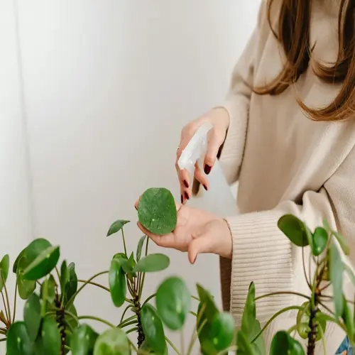woman spraying plant leaves with water from a bottle while caring for indoor greenery