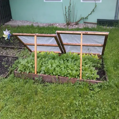 wooden cold frame garden protecting leafy greens in a raised bed