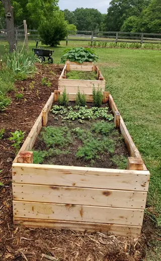 wooden radishes raised bed garden with young greens in a grassy backyard