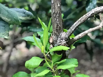woody branch regrowth near a three step pruning cut