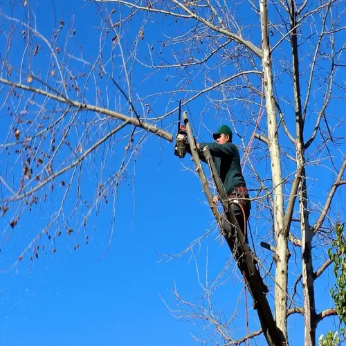 worker on a ladder pruning fruit tree branches against a clear blue sky