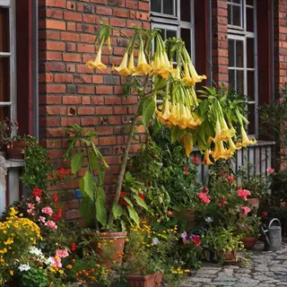yellow angel's trumpet flower blooming in a potted garden by brick windows