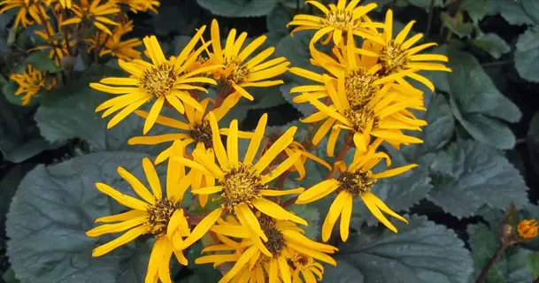 yellow blooms of a granito ligularia plant with large green leaves