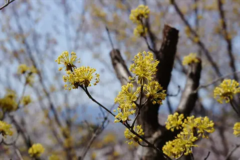 yellow cornelian cherry flowers blooming on bare branches in spring