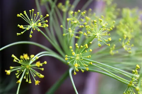 yellow dill flowers herb garden with delicate green stems in soft focus