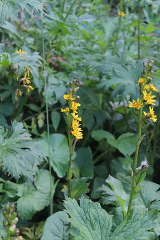 yellow flower spikes of the rocket ligularia rising above large green leaves