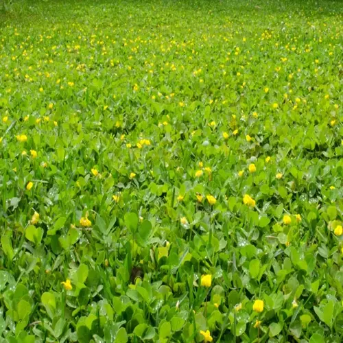 yellow flowering shade ground cover garden with dense green foliage
