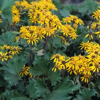 yellow osiris fantaisie ligularia flowers with broad green foliage in a garden