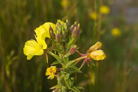 yellow primrose flowers blooming on a green stem in a grassy meadow